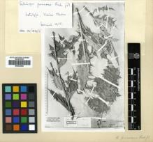 Type specimen at Edinburgh (E). Kotschy, Carl (Karl): 282. Barcode: E00433692.