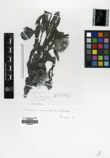 Type specimen at Edinburgh (E). Faurie, Urbain: 963. Barcode: E00433693.
