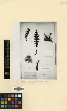 Type specimen at Edinburgh (E). Meyer, F.N.: 588. Barcode: E00433703.