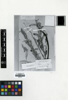Type specimen at Edinburgh (E). Haradjian, Manoog: 546. Barcode: E00433704.