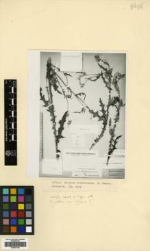 Type specimen at Edinburgh (E). Becker, Alexander: 349. Barcode: E00433708.