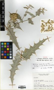 Type specimen at Edinburgh (E). Mandaville, James: 7760. Barcode: E00433714.