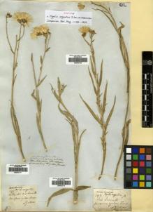 Type specimen at Edinburgh (E). Gillies, John: 191. Barcode: E00433716.