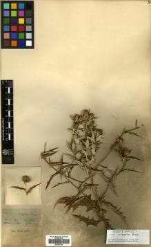 Type specimen at Edinburgh (E). Boissier, Pierre: . Barcode: E00433720.