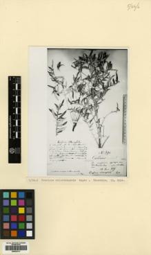 Type specimen at Edinburgh (E). Szovits, A.: 394. Barcode: E00433721.