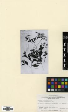 Type specimen at Edinburgh (E). Houstoun, William: . Barcode: E00433722.