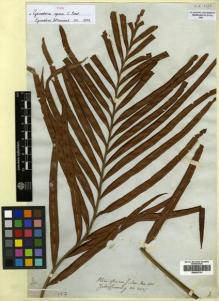 Type specimen at Edinburgh (E). Cuming, Hugh: 342. Barcode: E00433723.