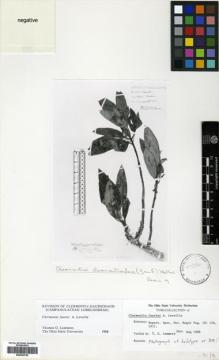 Type specimen at Edinburgh (E). Faurie, Urbain: 578. Barcode: E00433726.