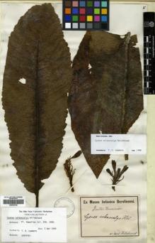 Type specimen at Edinburgh (E). Hillebrand, Wilhelm: . Barcode: E00433728.