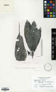 Type specimen at Edinburgh (E). Faurie, Urbain: 567. Barcode: E00433731.