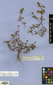 Type specimen at Edinburgh (E). Spruce, Richard: 5788. Barcode: E00433736.