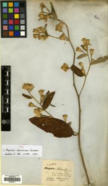 Type specimen at Edinburgh (E). Gardner, George: 4808. Barcode: E00433741.