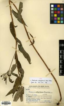 Type specimen at Edinburgh (E). Handel-Mazzetti, Heinrich: 4653. Barcode: E00433745.