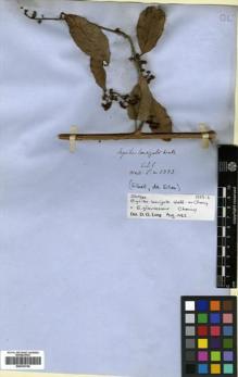 Type specimen at Edinburgh (E). Wallich, Nathaniel: 1333. Barcode: E00433748.