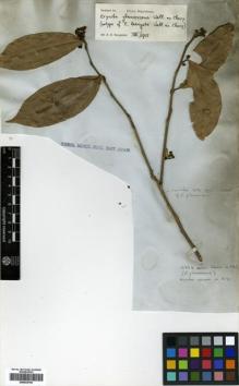 Type specimen at Edinburgh (E). Wallich, Nathaniel: 1333. Barcode: E00433750.