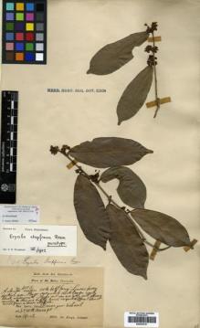 Type specimen at Edinburgh (E). Dr G. King's Collector: 4115. Barcode: E00433751.