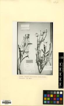 Type specimen at Edinburgh (E). Lipsky, W: . Barcode: E00433760.