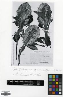 Type specimen at Edinburgh (E). Stainton, John; Sykes, William; Williams, Leonard: 7750. Barcode: E00433764.