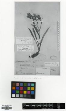 Type specimen at Edinburgh (E). Prain, David: 213. Barcode: E00433766.