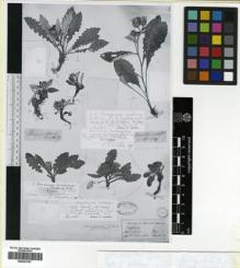 Type specimen at Edinburgh (E). Hooker, Joseph: . Barcode: E00433767.