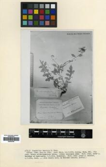 Type specimen at Edinburgh (E). Koenig, E.: . Barcode: E00433780.