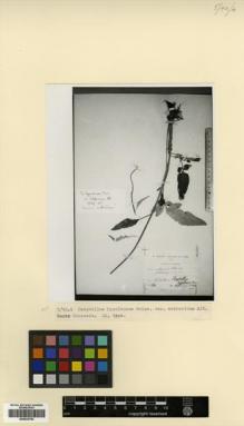 Type specimen at Edinburgh (E). Alboff, Nikolai Michailovich: 280. Barcode: E00433782.