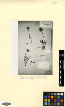 Type specimen at Edinburgh (E). Ruprecht, Franz: . Barcode: E00433784.