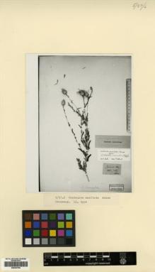 Type specimen at Edinburgh (E). Adams, Johannes Michael Friedrich: . Barcode: E00433785.