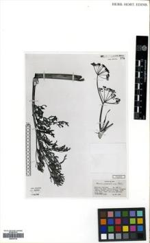 Type specimen at Edinburgh (E). Koelz, Walter: 15886. Barcode: E00433793.