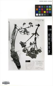 Type specimen at Edinburgh (E). Edelberg, Lennart: 676. Barcode: E00433795.