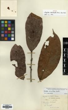 Type specimen at Edinburgh (E). Kerr, Arthur: 16371. Barcode: E00433797.
