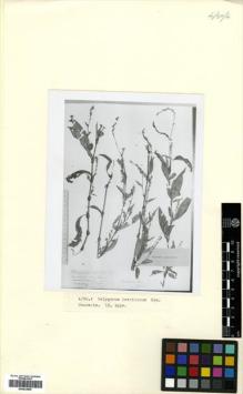 Type specimen at Edinburgh (E). Komarov, Vladimir: . Barcode: E00433805.