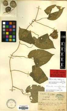 Type specimen at Edinburgh (E). Balansa, Benedict: 4549. Barcode: E00433806.