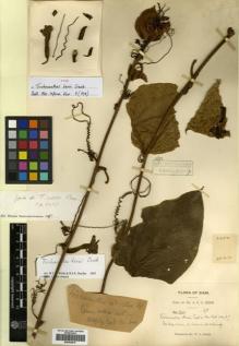 Type specimen at Edinburgh (E). Kerr, Arthur: 2454. Barcode: E00433810.