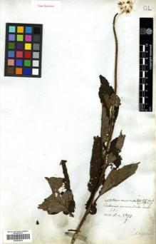Type specimen at Edinburgh (E). Wallich, Nathaniel: 2899/9. Barcode: E00433818.