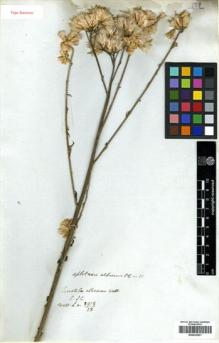 Type specimen at Edinburgh (E). Wallich, Nathaniel: 2918/28. Barcode: E00433821.
