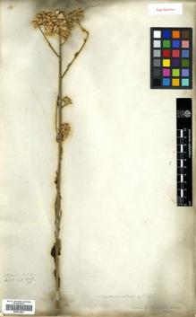 Type specimen at Edinburgh (E). Wallich, Nathaniel: 2918/28. Barcode: E00433822.
