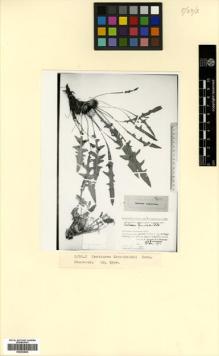 Type specimen at Edinburgh (E). Komarov, Vladimir: . Barcode: E00433834.