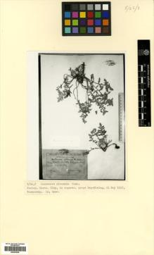 Type specimen at Edinburgh (E). Sosnowskyi, Dmitrii: . Barcode: E00433839.