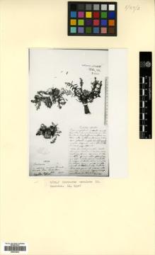 Type specimen at Edinburgh (E). Szovits, A.: 93. Barcode: E00433843.