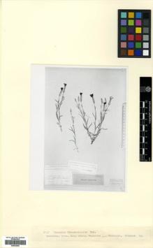 Type specimen at Edinburgh (E). Sachokia, Michail: . Barcode: E00433846.