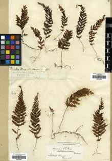 Type specimen at Edinburgh (E). Menzies, Archibald: . Barcode: E00433849.