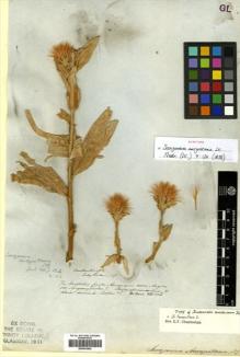 Type specimen at Edinburgh (E). Liston: . Barcode: E00433852.