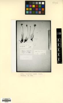 Type specimen at Edinburgh (E). von Radde, Gustav: 273. Barcode: E00433854.