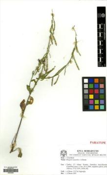 Type specimen at Edinburgh (E). Duran, A.; Sagiroglu, Mehmet: 5335. Barcode: E00433868.