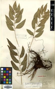 Type specimen at Edinburgh (E). Henry, Augustine: 11550A. Barcode: E00433914.