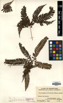 Type specimen at Edinburgh (E). Ts'ang, Wai: 20510. Barcode: E00433917.