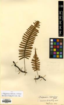 Type specimen at Edinburgh (E). Bodinier, Emile: 2031. Barcode: E00433921.