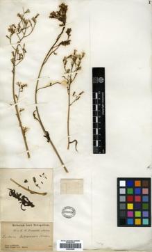 Type specimen at Edinburgh (E). Przewalski, Nikolai: . Barcode: E00433925.