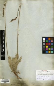 Type specimen at Edinburgh (E). Boissier, Pierre: 155. Barcode: E00433927.